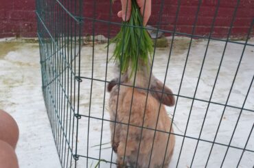 Think he likes grass?