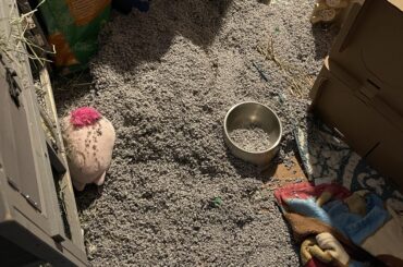 Sigh….thank you Harley & Penny, I appreciate you opening the bag of litter 😆