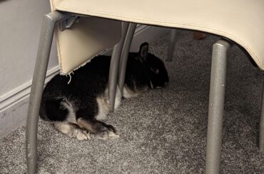 A classic chair leg