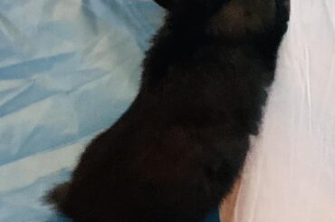 2 months old, Trixi, mini Rex, a delightful handful.