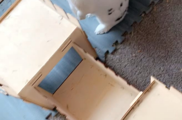 When you hear the banana being opened