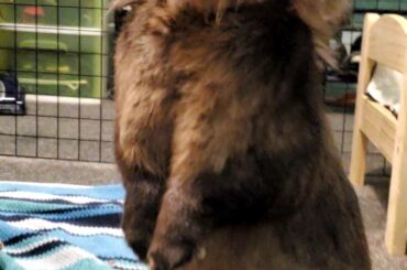 Sage looking for her treats!