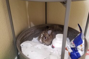 Chewbunna decided our toilet paper basket was better than his bed