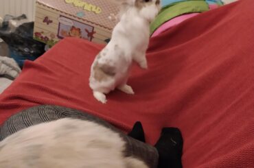 Look mom, I stands on sofa!