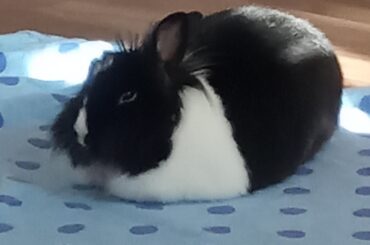 ✨loaf✨ (also the reason you can kinda see some fur missing is because the L O A F thought she was gonna have lil l o a f s, just thought i'd throw that in so nobody would get too concerned about my very fluffy loaf)