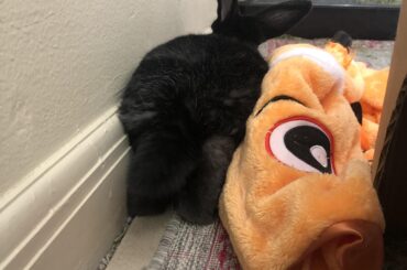 napping on his tippy toes?