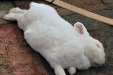 Hemlock tired herself out destroying the couch.