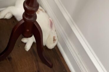 The third leg of this table is no match for Scouts nap time🐇