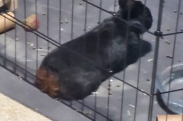 Most loafs are round, however Binky's are like a baguette!