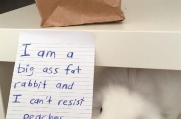 She got through the bag and took a big bite!! No shame!! (x-post r/Rabbits)