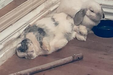 Upside down with his legs in his sister's face <3