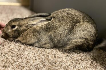 Somebunny decided to settle in for cheek rubs this evening!