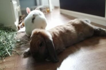 Brownie like a noodle, name is Carrie