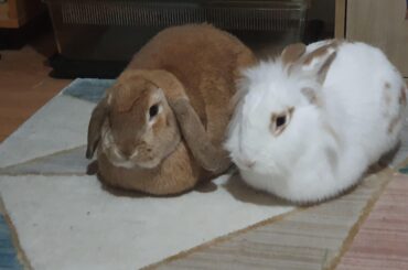 Where are their legs!!!!