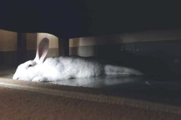 My rabbit loves his siestas