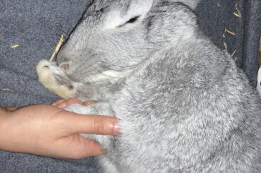 Nail trimming was a complete failure. But two hours later, we are flopped out and paw holding is no big deal! 🙄