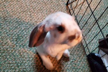 Sprinkles wondering what mayhem he can get into