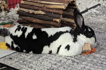 Alice laying on a wooden cube and against her tunnel 🤷‍♀️