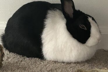 Rate the loaf 🥖🥖