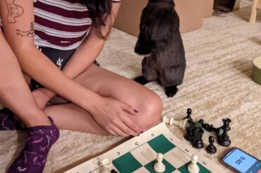 Spot and my wife discuss chess strategies