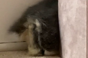 What is that?