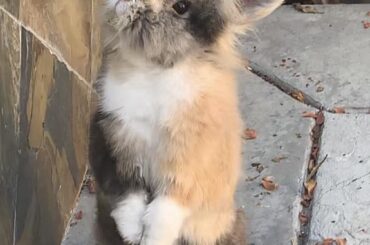 he was watching the birds in the bird feeder