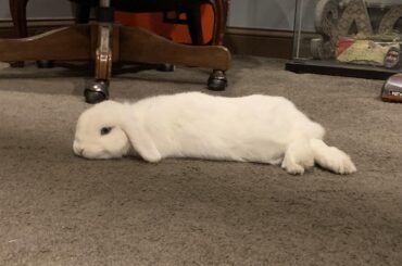 Glued to the floor 🍜