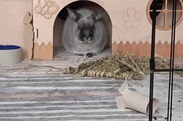 My grumpy bun’s favourite spot.