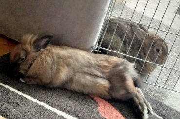 Longboi and a bunbun