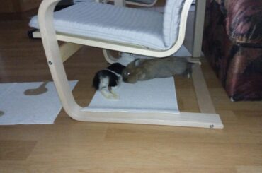 Two noodles create a bigger noodle!