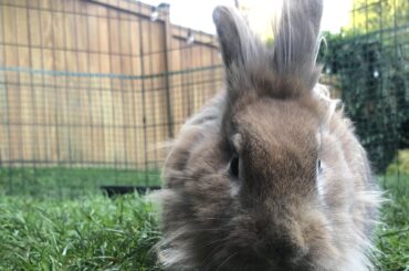 Why are you not petting me? I specifically requested it.