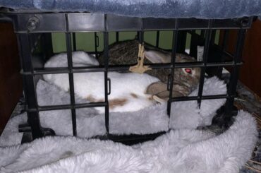 My 8.5 lbs bunny is so obsessed with my 4 lbs bun she squishes herself into his little hide