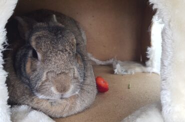 My Herman (RIP) loafing next to his strawberry two years ago