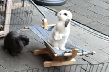 Bibi standing on her hammock (sorry for the low quality) 🤭