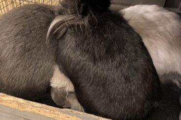 This mornings cuddle puddle