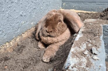 Someone has been digging a nice hole to lay in