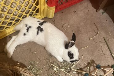 WHY do you always make a mess????? He’s not allowed to have a blanket bc he rips and chews lol