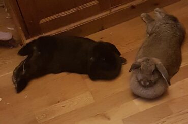 Just a couple of noodles