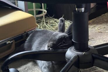 Yes, that’s an office chair. And yes, he’s asleep.
