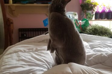 Standing up watching tv