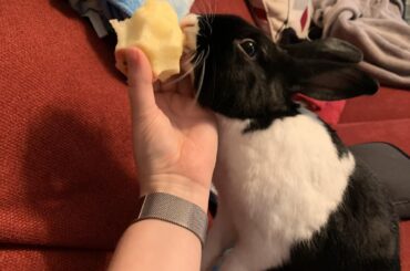 Octavius loves his apples.