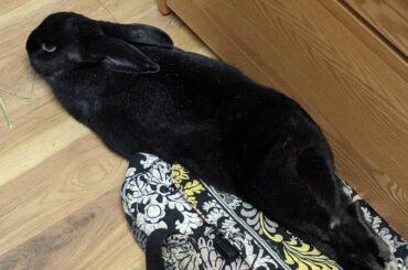 I was told by person in my other bunny group to post this here 😂