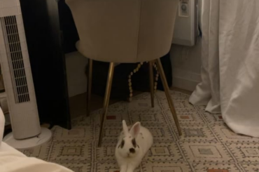 My distinguished gentlemen relaxing this evening