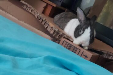 he loves this piece of cardboard for some reason- always sleeps with his face awkwardly hanging off 😭