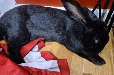 In the naughty corner for eating 2 chargers and figuring out how to open a child-proof lock