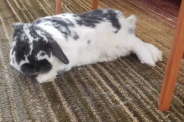 The princess Ren stretching herself for a nap