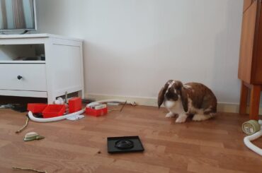 Donna played with my cassettes. Björne stole the tablecloth and then napped on it! Very naughty of them!!!