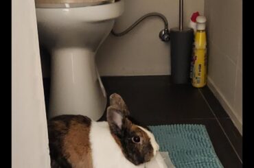 stop right there you criminal bun, your stolen toiletroll is now forfeit!