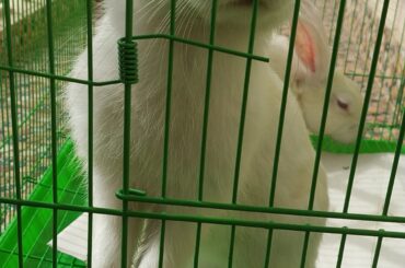 Excuse me ma'am, but why are you eating my carrots?