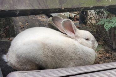 Of the entire yard, Soot chooses these steps to loaf about under